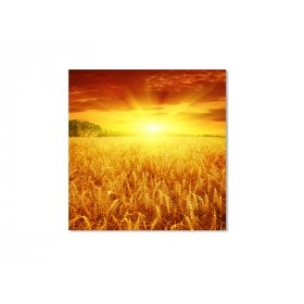 Панно Пшеничное поле FP-1389 (90 x 90)