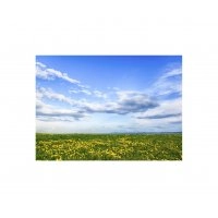 Панно Квіткове поле FP-1685 (120 x 80)