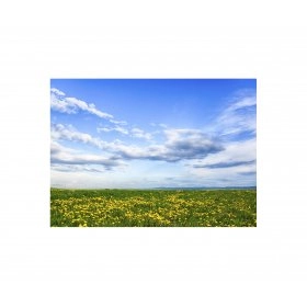 Панно Квіткове поле FP-1685 (120 x 80)