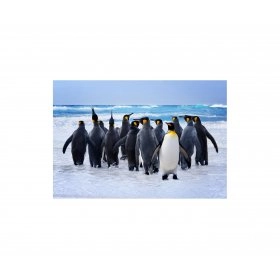 Панно Пингвины FP-1769 (120 x 80)