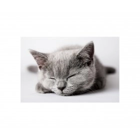Панно Сірий кіт FP-1784 (120 x 80)