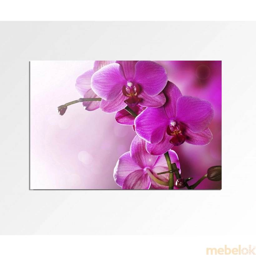 Панно Орхідея FP-1900 (120 x 80)