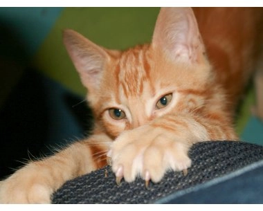 Как защитить диван от любимого кота?